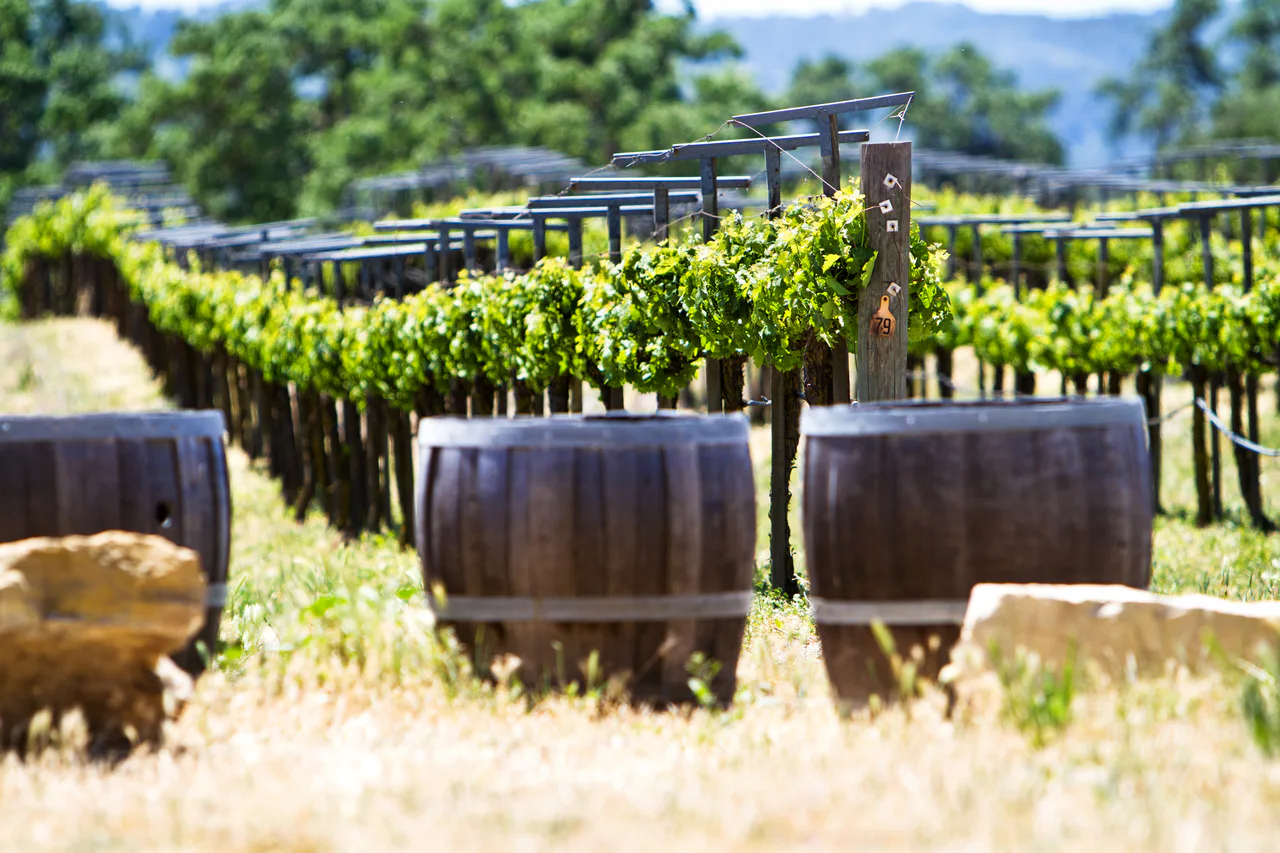 Vineyard rows with wooden barrels in the foreground.