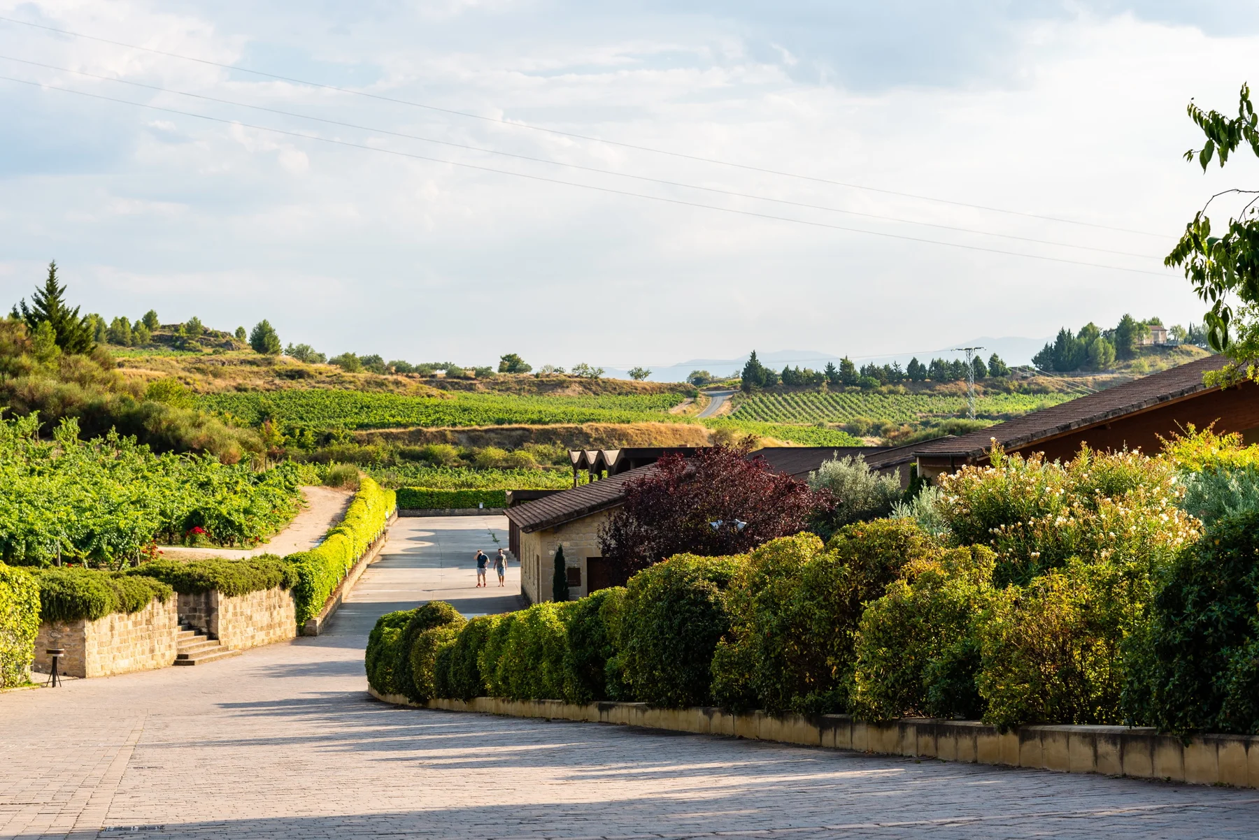 Vineyards at Marqués de Riscal in Álava