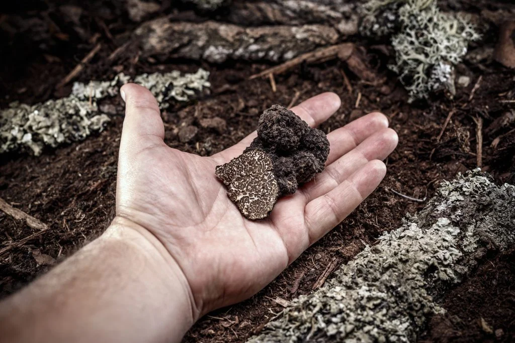 A freshly cut black truffle, held above the forest floor.