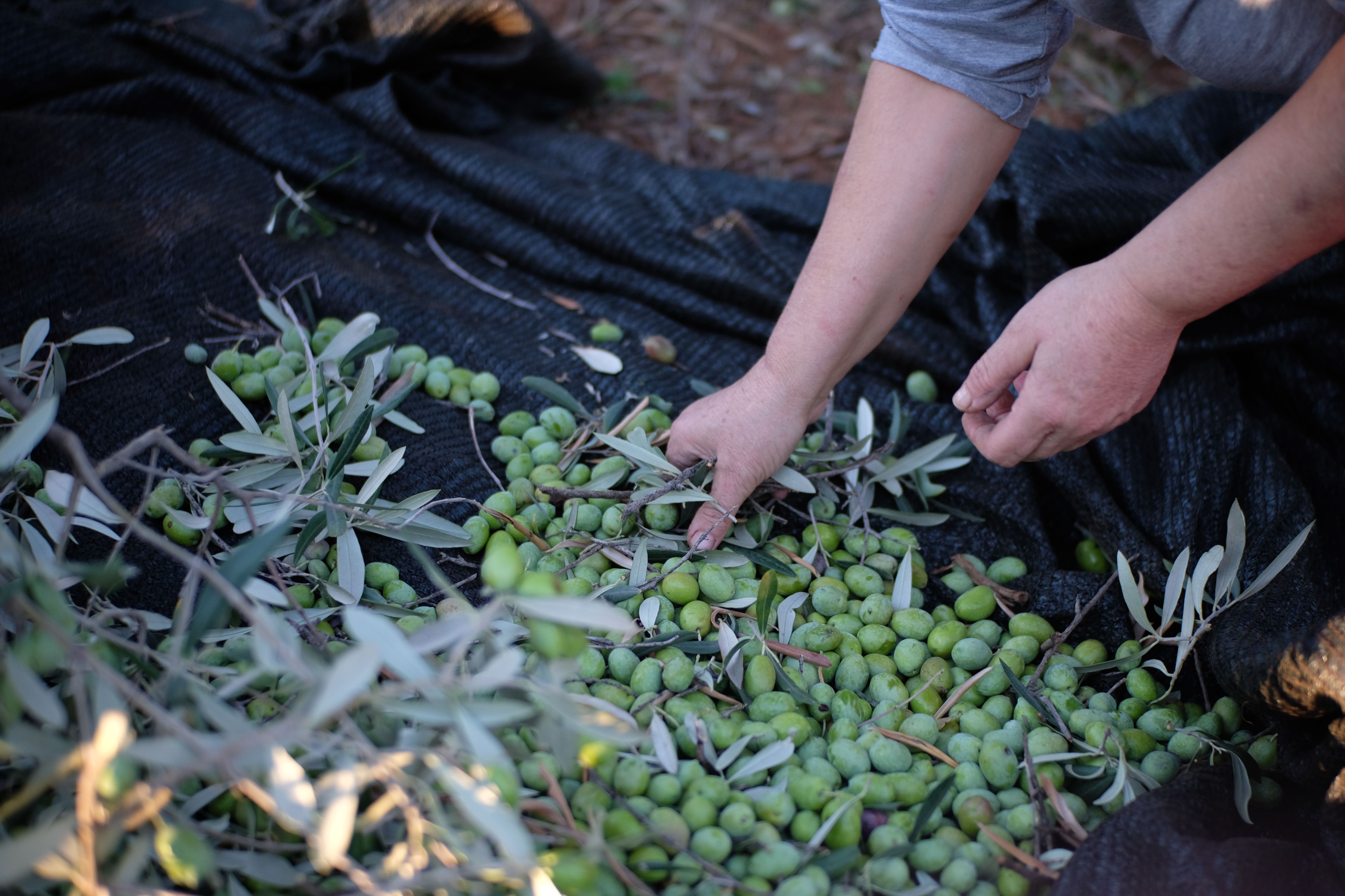 Hands sorting freshly picked olives on a harvest net.